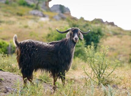 kecitulumpeynirigoatcheese Erzincan Tulum Peyniri | Akpınar Yöresel Ürünler | Satın Al